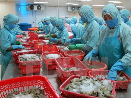 越南水产业面向提高虾出口额的目标 hinh anh 1