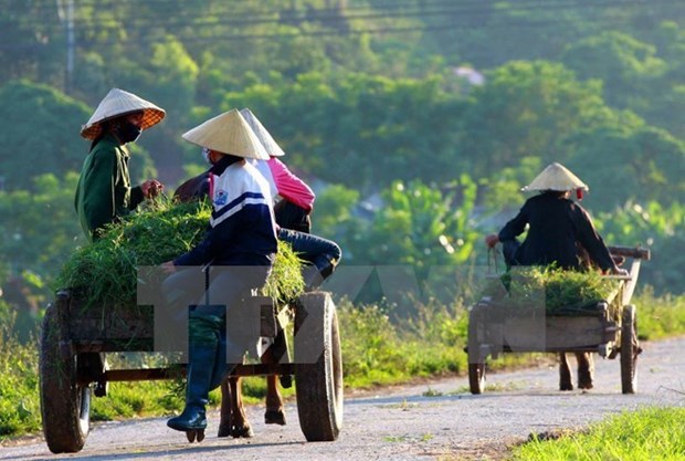 国际农业发展基金会协助越南农民提高经济收入 hinh anh 1