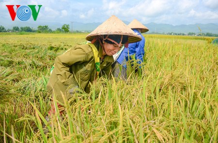 以国际标准生产稻米 提高竞争力 hinh anh 1