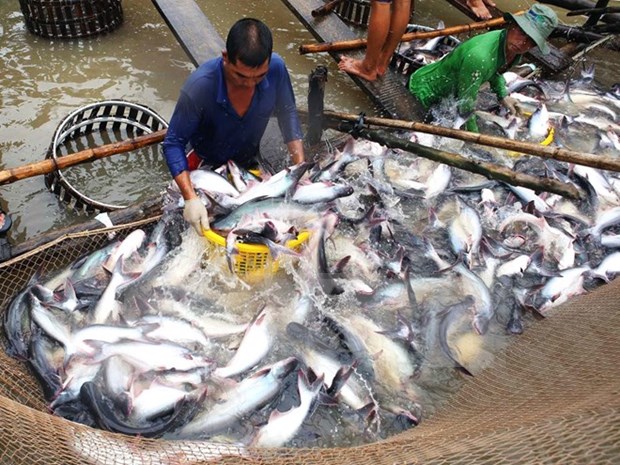 越南查鱼养殖面积及其产量猛增 hinh anh 1