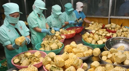 越南农产品：机遇与挑战并存 hinh anh 1