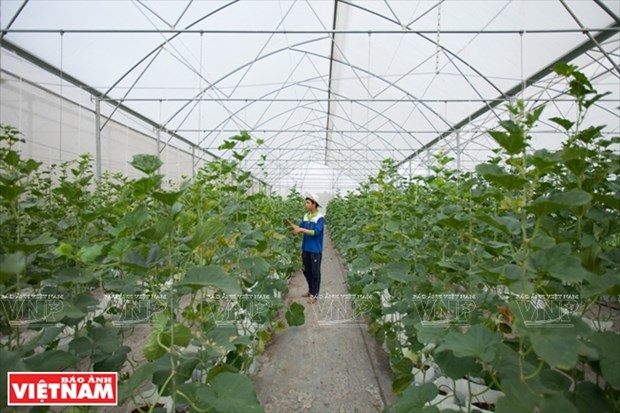 西宁省高科技甜瓜种植模式 hinh anh 3