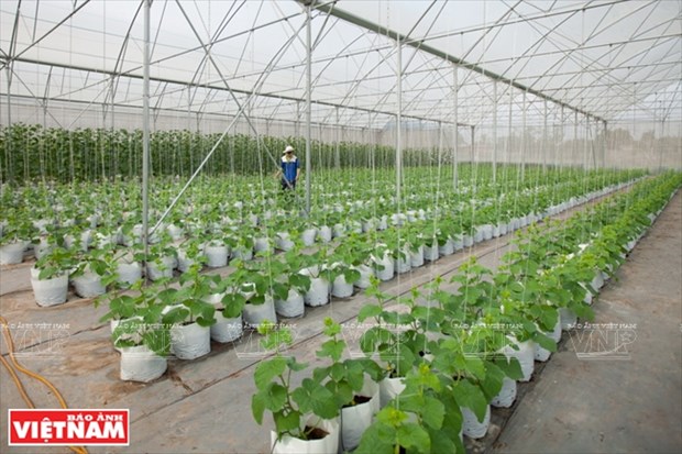 西宁省高科技甜瓜种植模式 hinh anh 4