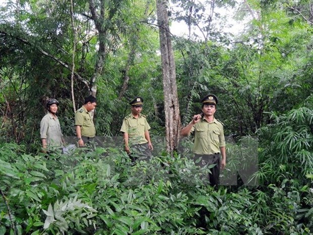 越南力争实现到2030年全国森林覆盖率达45%的目标 hinh anh 1