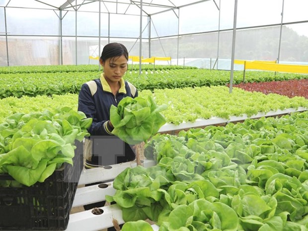 比利时专家：高新技术有助于提升越南农产品附加值 hinh anh 2