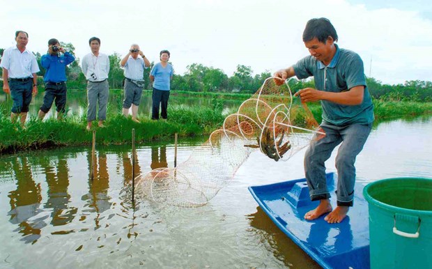 越南金瓯省投资发展五个农业支柱产业 hinh anh 1