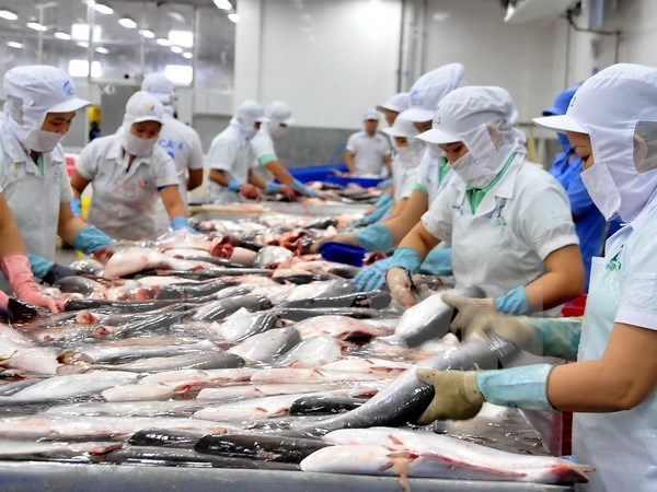 美国实施新的进口鲶鱼产品检验操作规程后 越南对美查鱼出口情况仍保持稳定 hinh anh 1