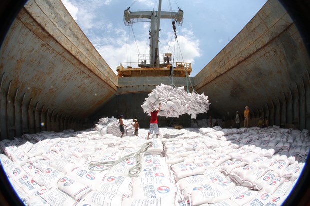 2017年越南大米出口有望达到520万吨 hinh anh 1