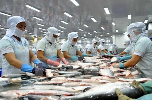 美国对自越南进口的全部鲶鱼产品实施检验措施 越南企业仍持乐观态度 hinh anh 1