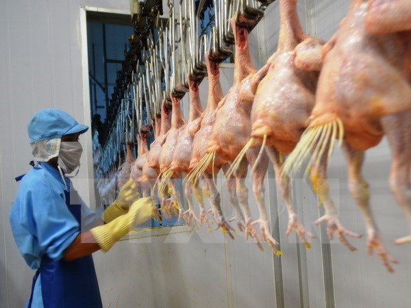 越南首批鸡肉将于本月9日出口日本 hinh anh 1