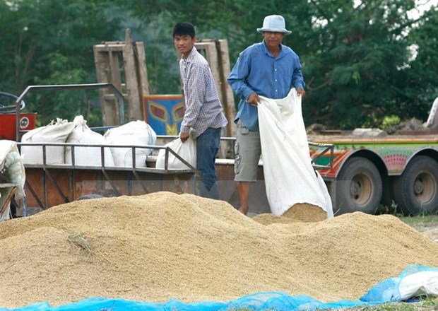 泰国仍成为世界第一大米出口国 hinh anh 1