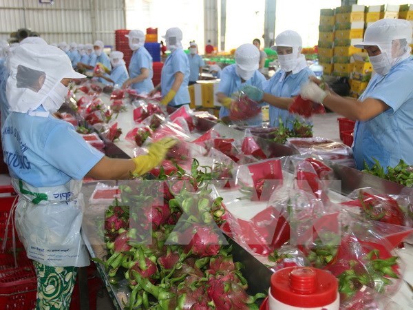 火龙果——越南主要的出口水果产品 hinh anh 1