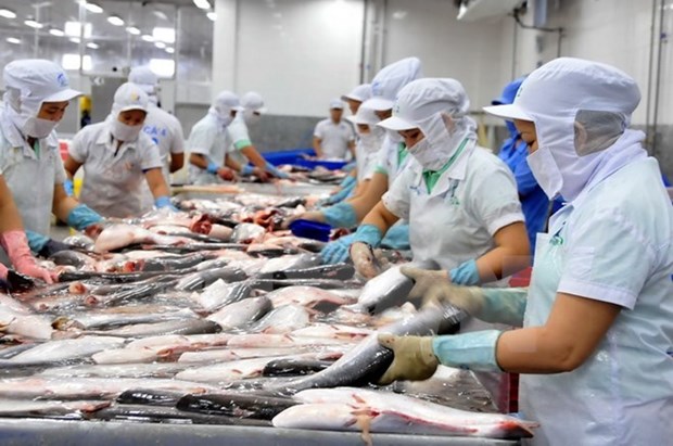 出口美国的越南查鱼将在各个环节受到监管 hinh anh 1
