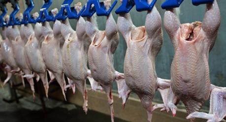 首批越南鸡肉对日本出口仪式今日在隆安省举行 hinh anh 1