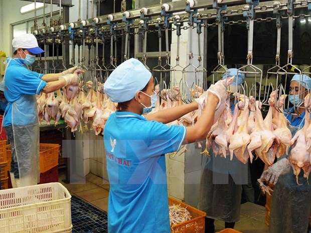 越南鸡肉迎来出口欧盟市场机会 hinh anh 2