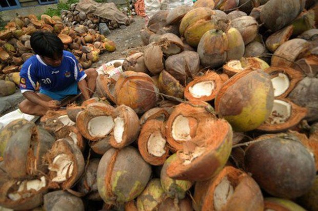 今年前8月印尼椰子出口创汇9亿美元 hinh anh 1
