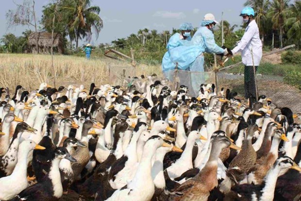 柬埔寨发现H5N1禽流感 hinh anh 1