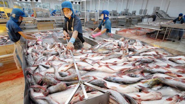2017年越南查鱼出口额有望达18亿美元 hinh anh 1