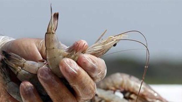 泰国禁止从印度进口原料虾类产品 hinh anh 1