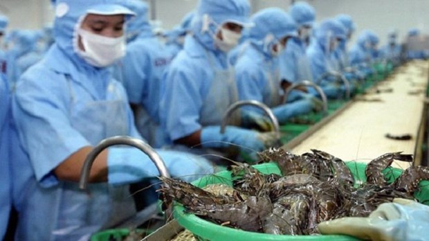 越南虾类生产加工业 hinh anh 1