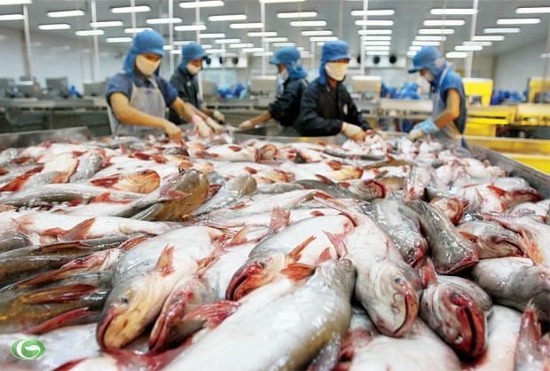 美国对查鱼采取进口限制措施 越南向世贸组织提意见 hinh anh 1
