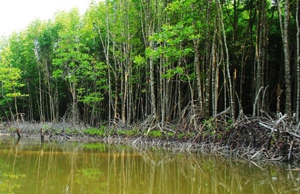 7300余家林业合作社在越南成立 hinh anh 1
