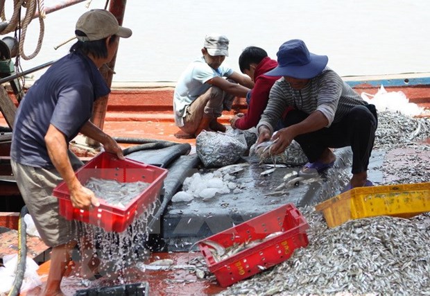 全国水产品捕捞产量喜获丰收 hinh anh 2