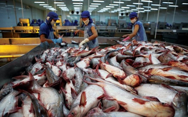 美国将对越南冷冻查鱼片征收较高的反倾销税 hinh anh 1
