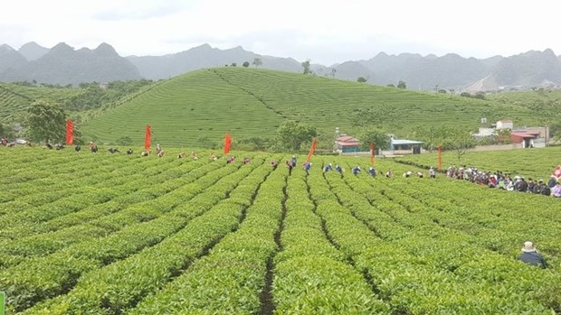 2018年第三次木州茶叶节有助于打造木州名茶品牌 hinh anh 1