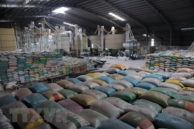优质大米在越南大米出口结构中占据81% hinh anh 1