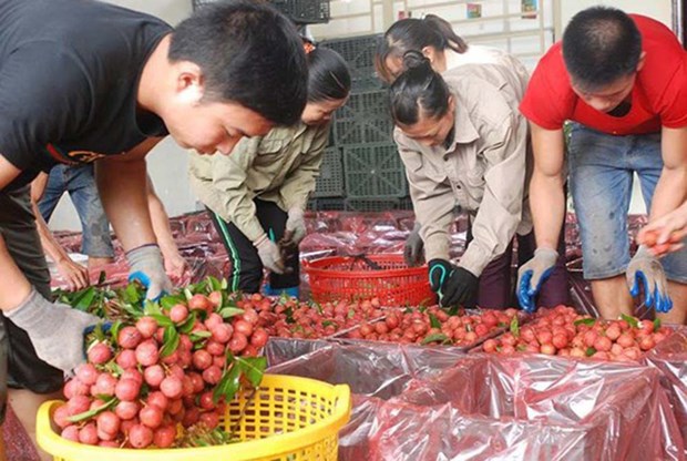 越南向逾30个国家出口8.7万吨荔枝 hinh anh 1