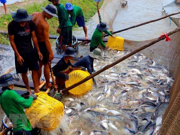 越南迈向建设负责任及可持续发展的渔业 hinh anh 1