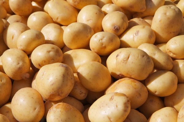 越南60%马铃薯从国外进口 hinh anh 1