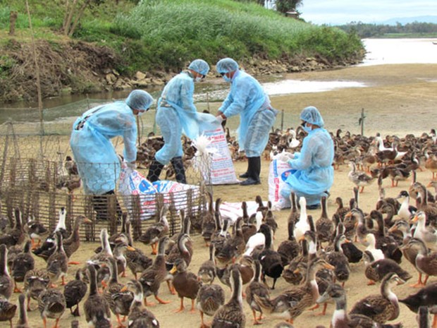 全国甲型H5N6 禽流感疫区为3个 hinh anh 1