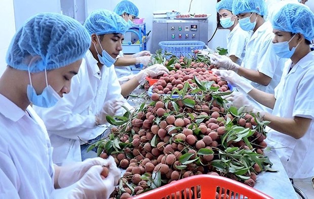 越南有望跻身世界五大农产品出口国家榜单 hinh anh 1