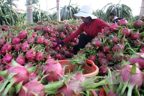 今年越南蔬果出口额力争突破40亿美元 hinh anh 2