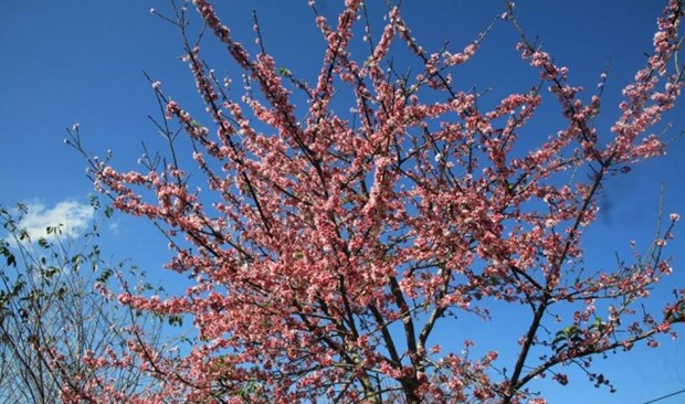 “赴帕框欣赏樱花”的奠边-帕框-樱花节将于2019年1月开场 hinh anh 1