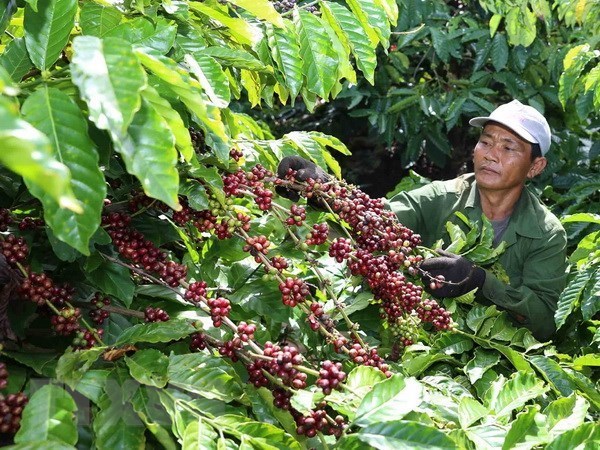 2018年越南咖啡出口创汇35亿美元 hinh anh 1