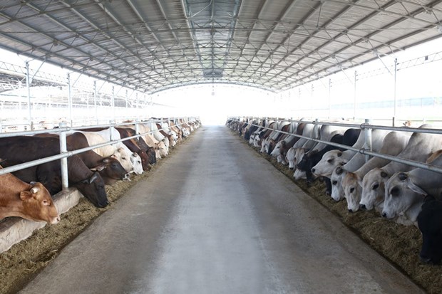 和发贸易有限公司成为越南最大牛肉供应商 hinh anh 1