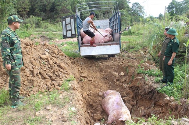 越南兴安和太平两省发现非洲猪瘟疫情 hinh anh 1