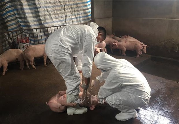 越南非洲猪瘟病毒基因组测序完成 hinh anh 1
