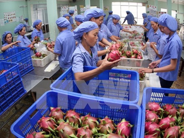 越南蔬果对中国出口增长余地很大 hinh anh 1