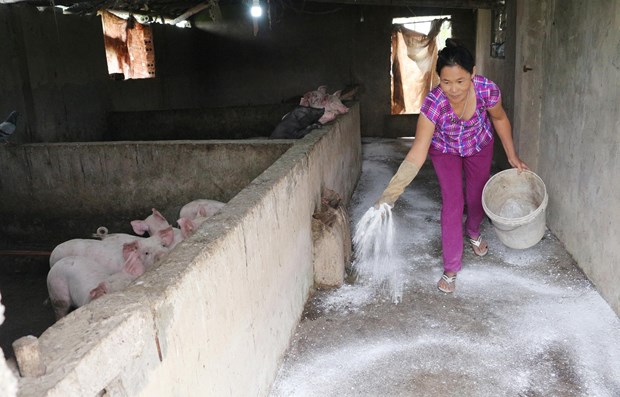 FAO建议越南宣布进入“非洲猪瘟紧急状态”这一消息是不属实 hinh anh 1