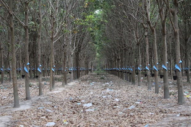 越南在柬橡胶种植项目有助于巩固两国合作关系 hinh anh 2