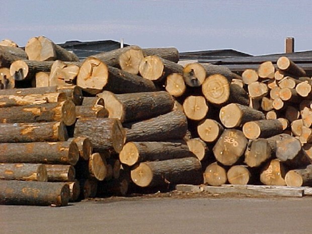 今年第一季度林产品出口额增长最高 hinh anh 1