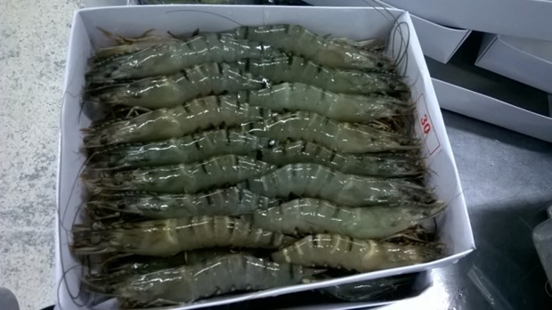 越南首个虾类产品在线交易平台正式亮相 hinh anh 1