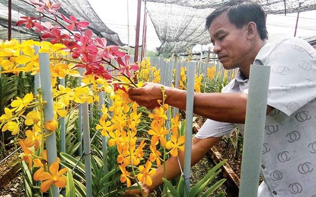 胡志明市减少对兰花种苗的依赖性 促进兰花种植业发展 hinh anh 1