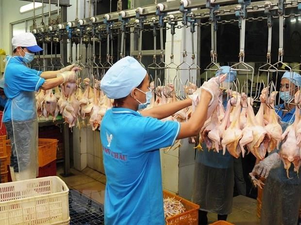 CP公司将向国外出口禽肉类产品 hinh anh 1