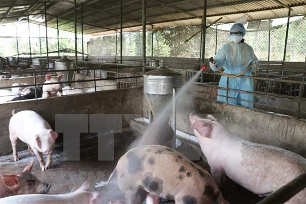越南采取紧急措施严防非洲猪瘟疫情扩散蔓延 hinh anh 1
