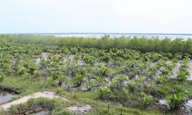 政府总理批准对《保护与发展沿海森林提案》进行调整 hinh anh 1